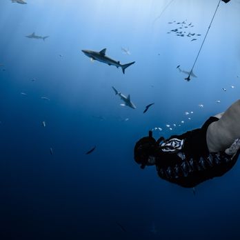 One Ocean Diving - Free Diving Near Me - Haleiwa, Hawaii One Ocean Diving - Free Diving Near Me - Haleiwa, Hawaii