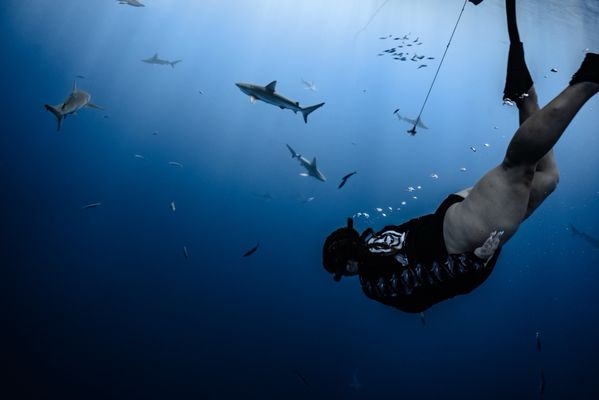 One Ocean Diving by null