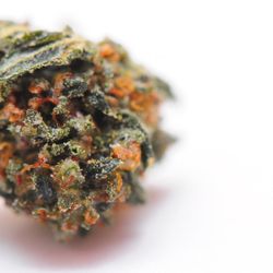 Starbuds