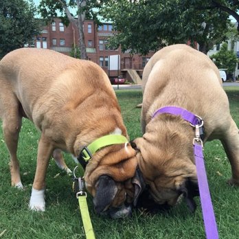 Wanderpups Dog Walking - All breeds all sizes! Pitbulls to Poodles, Miniatures to Mastiffs we walk and love them all! - Dog Walkers Near Me Wanderpups Dog Walking - All breeds all sizes! Pitbulls to Poodles, Miniatures to Mastiffs we walk and love them all! - Dog Walkers Near Me