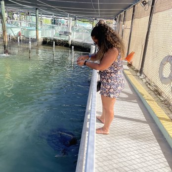 The Turtle Hospital - Feeding the sea turtles! - Veterinarians Near Me - Marathon, Florida The Turtle Hospital - Feeding the sea turtles! - Veterinarians Near Me - Marathon, Florida
