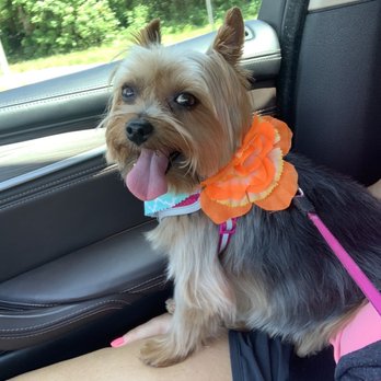 The Hairy Hound - Pet Groomers Near Me - Clearwater, Florida