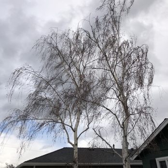 JC Tree Experts - Birch after - Tree Services Near Me JC Tree Experts - Birch after - Tree Services Near Me