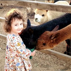 A Simpler Time Alpaca Farm And Mill