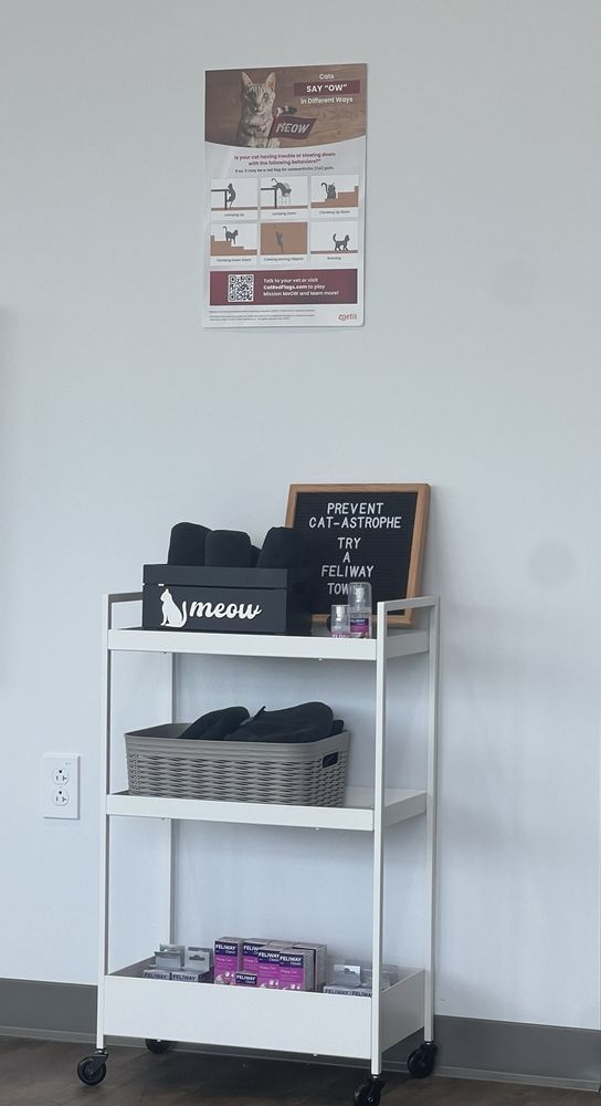 Cats Only Veterinary Clinic - pet boarding facility in Lewis Center, OH