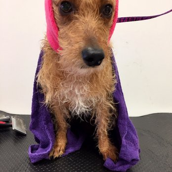 Vanderpump Dogs - Lily about to get a blow dry (earmuffs on) - Pet Adoption Near Me - Los Angeles, California Vanderpump Dogs - Lily about to get a blow dry (earmuffs on) - Pet Adoption Near Me - Los Angeles, California