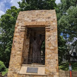 Constitutional Elm Stump