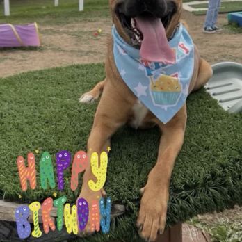 Pooch Kingdom - Dog Parks Near Me - Murrieta, California Pooch Kingdom - Dog Parks Near Me - Murrieta, California