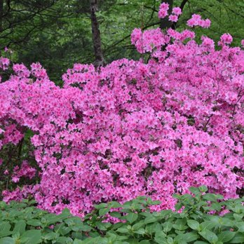 Brookside Gardens  - Botanical Gardens Near Me - Wheaton, Maryland