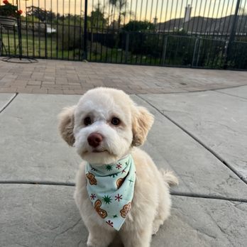 Petco - Pet Stores Near Me - San Marcos, California