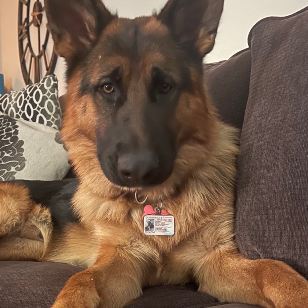 PetSmart - Pet Training Near Me - San Bernardino, California PetSmart - Pet Training Near Me - San Bernardino, California