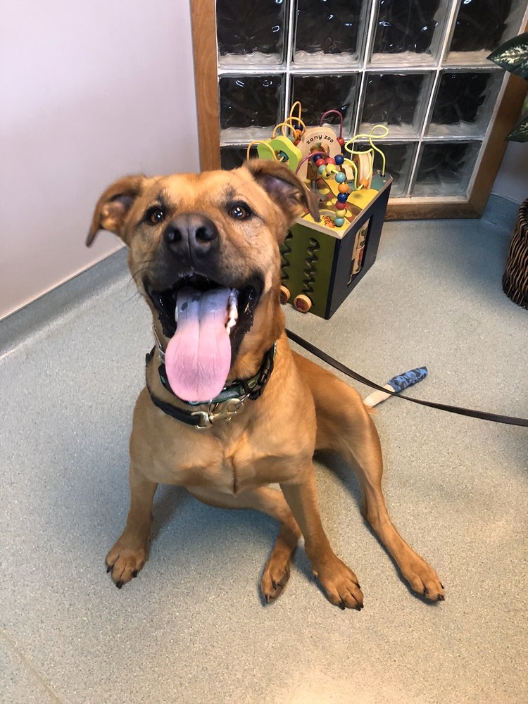 VILLAGE VETERINARY CLINIC 11 Reviews 320 Neville Dr, Grayslake, Illinois Veterinarians