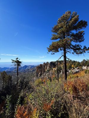 Santa Catalina Natural Area by null