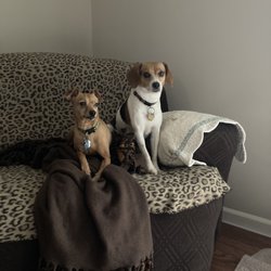 Home Away from Home Dog Boarding