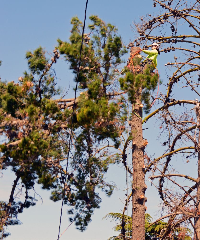 Slide of Ubaldino Tree Service