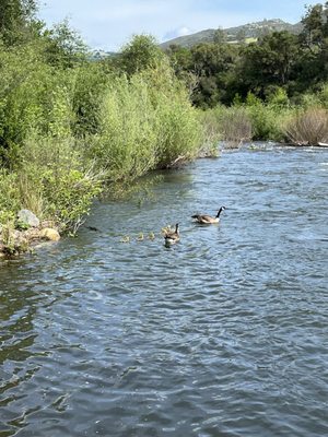 Sutter's Mill by null