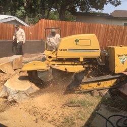 Blossom Trees - Large stump removal