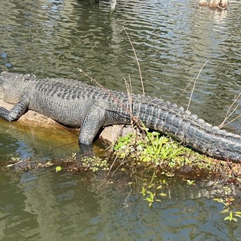 Borel’s Swamp Tours - Alligator - Boat Tours Near Me - Breaux Bridge, Louisiana