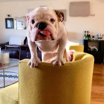 NYC BULLY SITTER - Millie Lee - Pet Sitting Near Me - New York, New York NYC BULLY SITTER - Millie Lee - Pet Sitting Near Me - New York, New York
