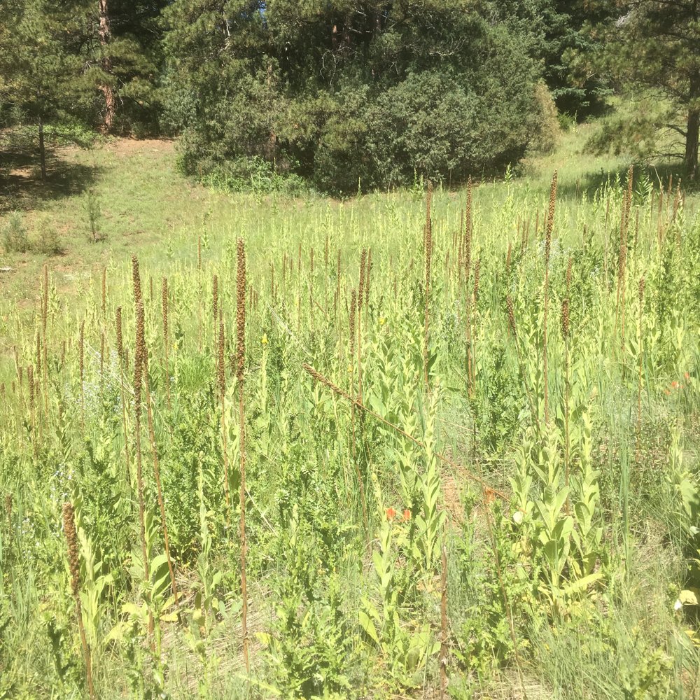Reynolds Park Open Space - The fields of wild flowers and grasses - Hiking Near Me - Conifer, Colorado