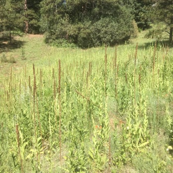 Reynolds Park Open Space - The fields of wild flowers and grasses - Hiking Near Me - Conifer, Colorado