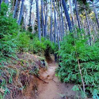Buzzard's Roost Trail - Hiking Near Me