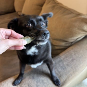 Comfy Home - Pet Boarding Near Me Comfy Home - Pet Boarding Near Me