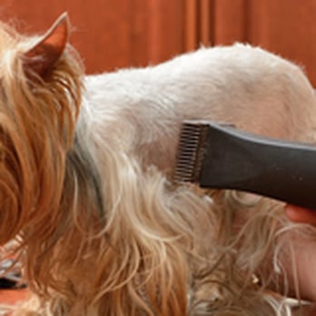 South Bark - Pet Groomers Near Me - Fargo, North Dakota South Bark - Pet Groomers Near Me - Fargo, North Dakota