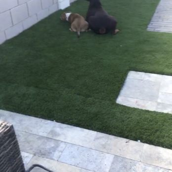 Arizona Artificial Lawns - Happy dogs - Landscaping Near Me - Phoenix, Arizona Arizona Artificial Lawns - Happy dogs - Landscaping Near Me - Phoenix, Arizona