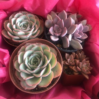 Ron's - Nurseries & Gardening Near Me - Arroyo Grande, California