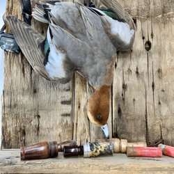 Wild Wings Taxidermy