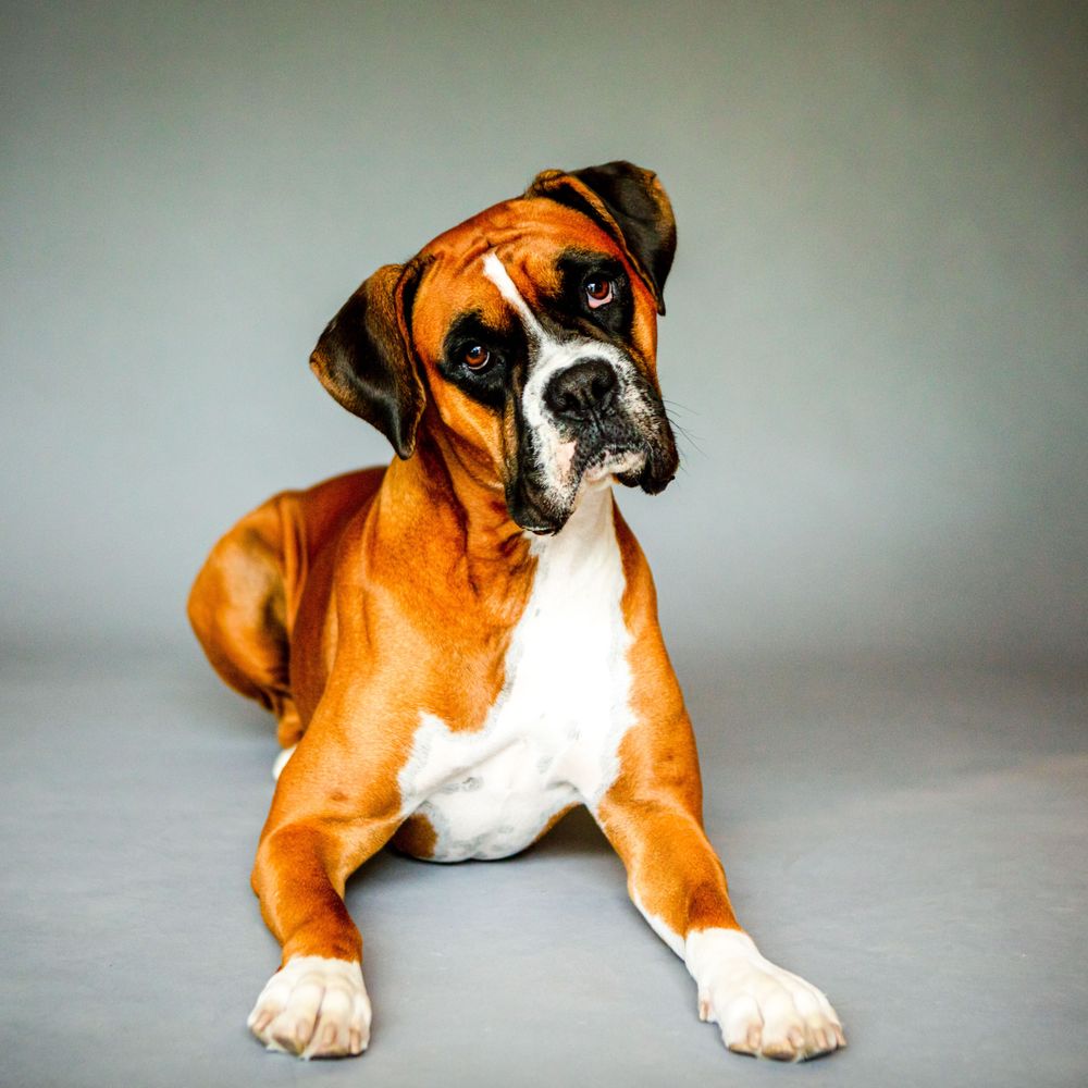 AcuVetDoc - Maya Boxer Dog - Veterinarians Near Me - Royal Palm Beach, Florida AcuVetDoc - Maya Boxer Dog - Veterinarians Near Me - Royal Palm Beach, Florida