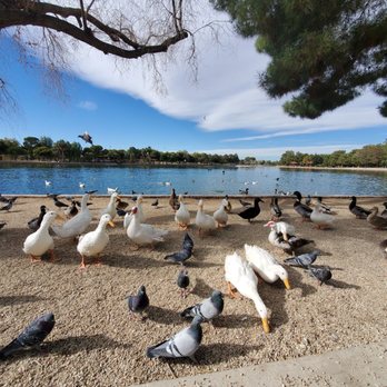 Sunset Park - Dog Parks Near Me - Las Vegas, Nevada