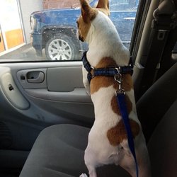 Dogtopia - Excited for daycare!