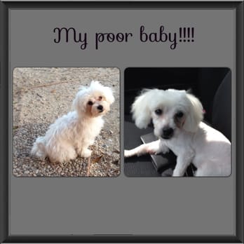 Groomingdales Paw Spa - Her before and after - Pet Boarding Near Me - Yucca Valley, California Groomingdales Paw Spa - Her before and after - Pet Boarding Near Me - Yucca Valley, California