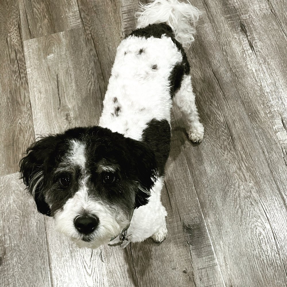 Underdog Pet Stylist - Fresh cut - Pet Groomers Near Me - Oxnard, California Underdog Pet Stylist - Fresh cut - Pet Groomers Near Me - Oxnard, California