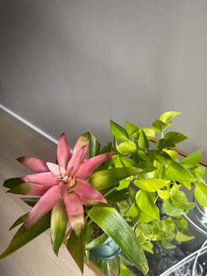 Mae Mae Café & Plant Shop by null