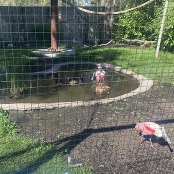Tracy Aviary - Glad we have a pond - Zoos Near Me - Salt Lake City, Utah Tracy Aviary - Glad we have a pond - Zoos Near Me - Salt Lake City, Utah