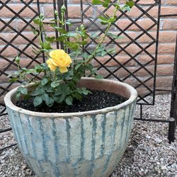 Rillito Nursery & Garden Center - Julia Child rose in a pretty pot