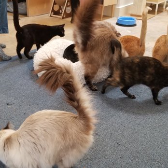 KitTea - Treat time! - Pet Adoption Near Me - San Francisco, California