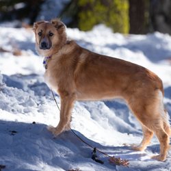 Angels Camp Rv & Camping Resort - And to round out the trip to the sno-park.. plenty of snow for humans and pets!