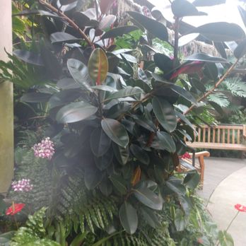 San Antonio Botanical Garden - Rubber plant - Botanical Gardens Near Me - San Antonio, Texas