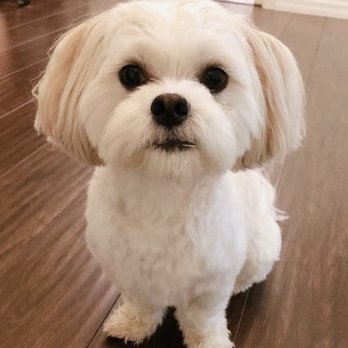 Shampooch Pet Styles - Zoey! - Pet Groomers Near Me - Temecula, California Shampooch Pet Styles - Zoey! - Pet Groomers Near Me - Temecula, California