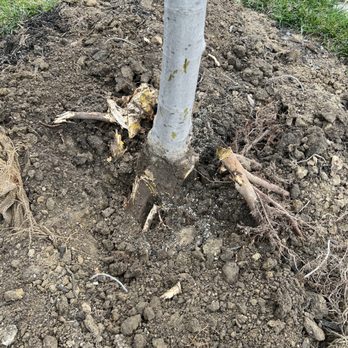 Start To Finish - Very shallow roots, were coming out of the ground. - Landscaping Near Me - Whitestown, Indiana Start To Finish - Very shallow roots, were coming out of the ground. - Landscaping Near Me - Whitestown, Indiana