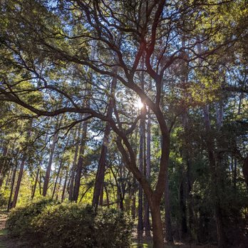 A&A Tree Service - Tree Services Near Me A&A Tree Service - Tree Services Near Me