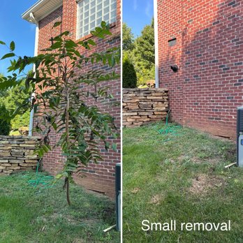 For Them Tree Services - Small tree removal - Tree Services Near Me - Knoxville , Tennessee