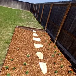 Uprooted Gardens - Planted some flowers , pole beans and watermelon (sugar babies