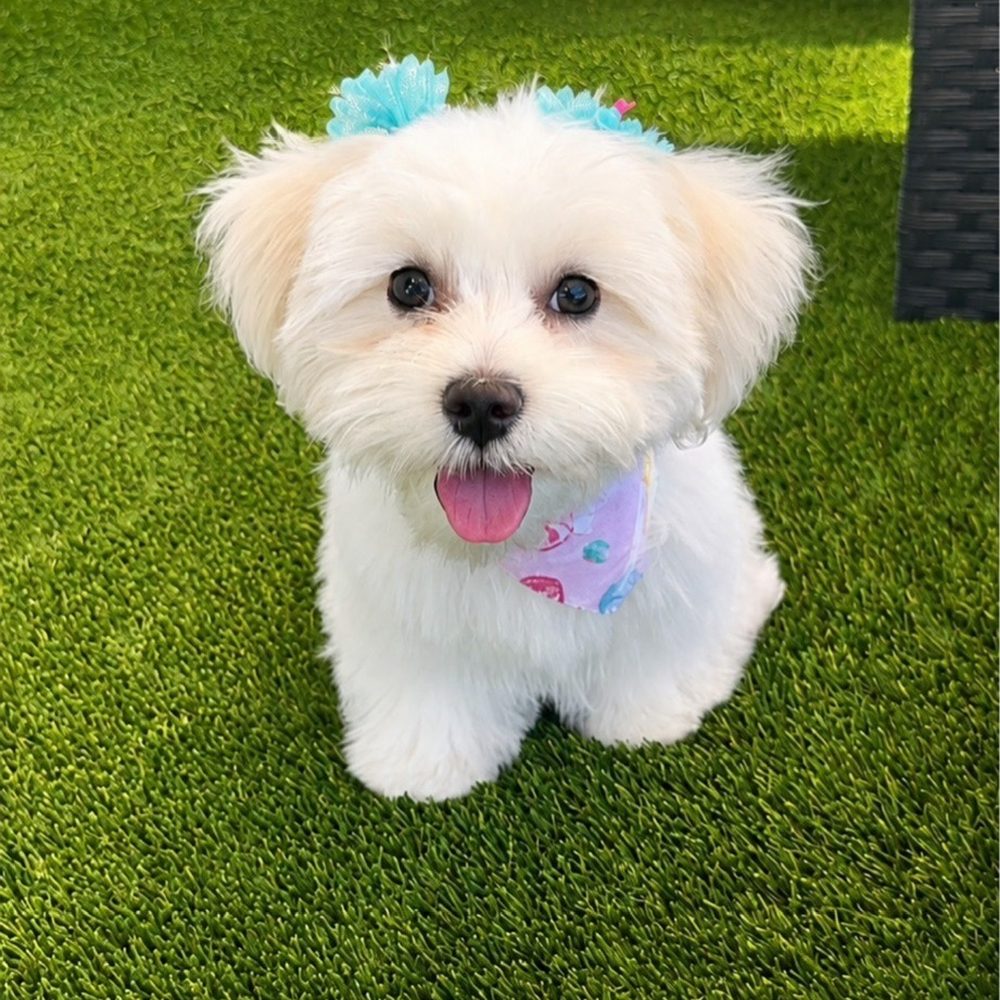 That's So Fetch - Pet Groomers Near Me - Montclair, California That's So Fetch - Pet Groomers Near Me - Montclair, California