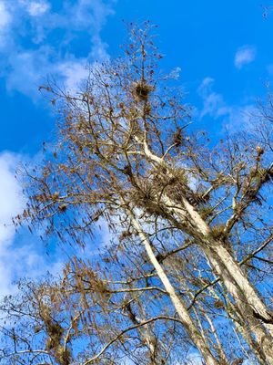 Big Cypress National Preserve by null