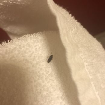 Best Western Plus Provo University Inn - BED BUGS - Hotels Near Me - Provo, Utah Best Western Plus Provo University Inn - BED BUGS - Hotels Near Me - Provo, Utah